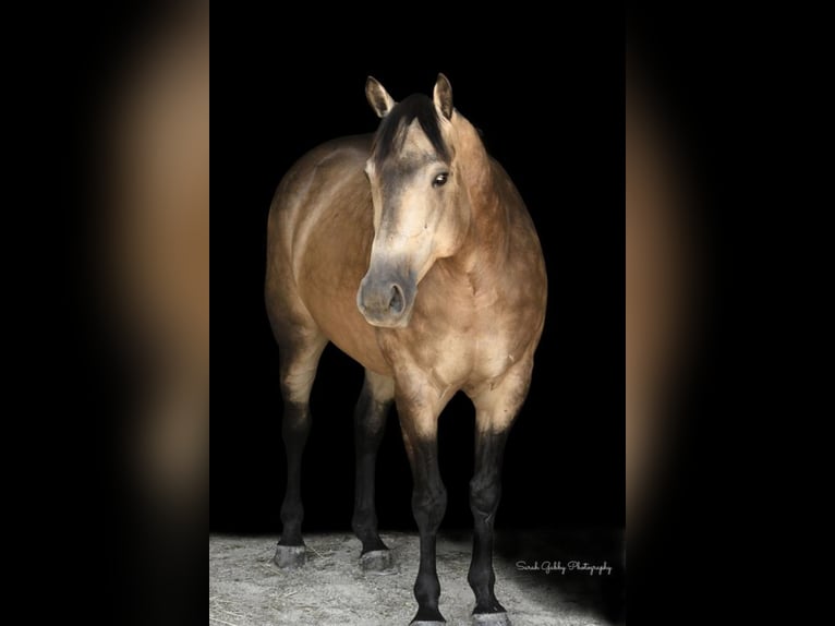 American Quarter Horse Gelding 9 years 14,3 hh Buckskin in Bellevue, IA