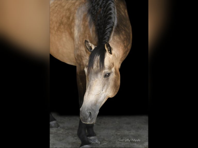 American Quarter Horse Gelding 9 years 14,3 hh Buckskin in Bellevue, IA