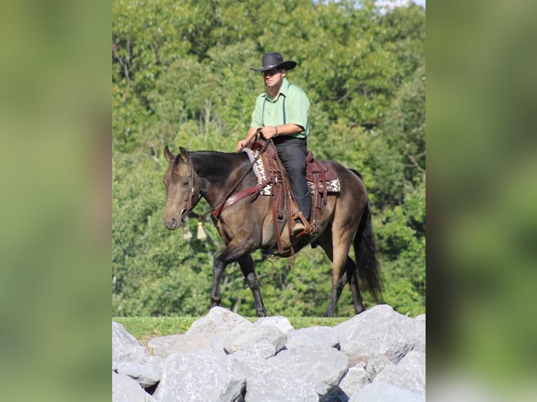 American Quarter Horse Gelding 9 years 14,3 hh Buckskin in Rebersburg, PA