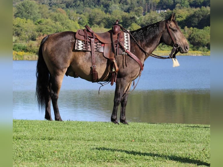 American Quarter Horse Gelding 9 years 14,3 hh Buckskin in Rebersburg, PA