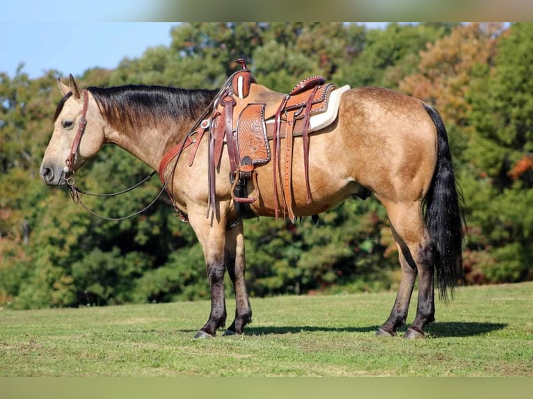 American Quarter Horse Gelding 9 years 14,3 hh Buckskin in Shippenville, PA