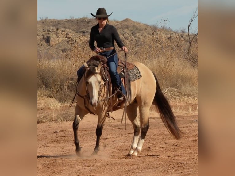 American Quarter Horse Gelding 9 years 14,3 hh Buckskin in Amarillo, TX