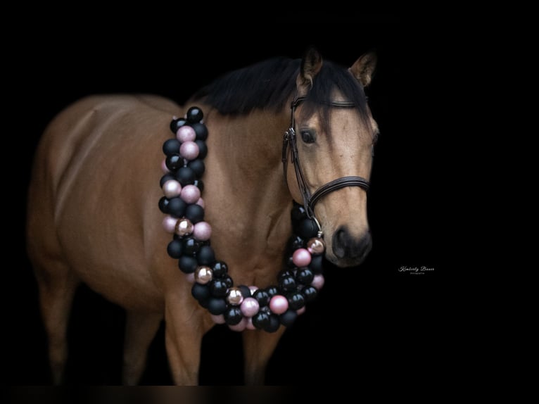 American Quarter Horse Gelding 9 years 14.3 hh Buckskin in Freystadt
