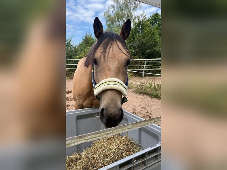 American Quarter Horse Gelding 9 years 14.3 hh Buckskin in Freystadt