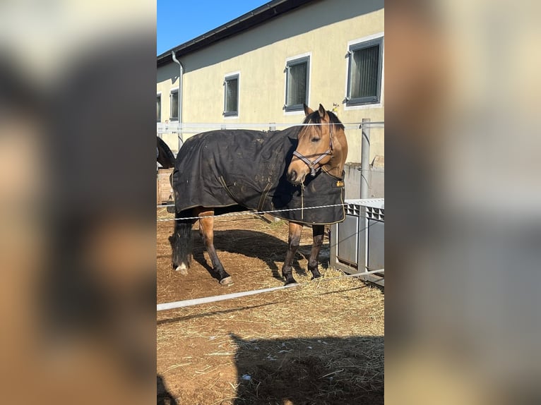American Quarter Horse Gelding 9 years 14.3 hh Buckskin in Freystadt