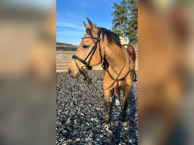 American Quarter Horse Gelding 9 years 14.3 hh Buckskin in Freystadt
