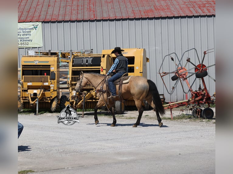 American Quarter Horse Gelding 9 years 14.3 hh Buckskin in Mount Vernon
