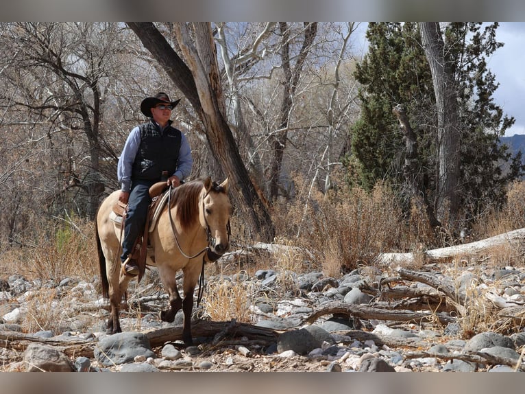 American Quarter Horse Gelding 9 years 14,3 hh Buckskin in Camp Verde AZ