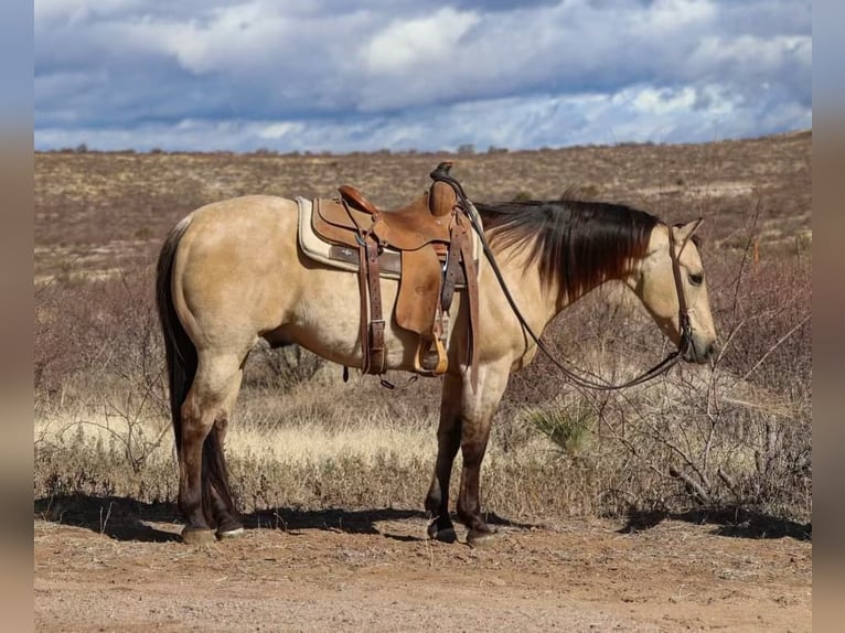 American Quarter Horse Gelding 9 years 14,3 hh Buckskin in Camp Verde AZ