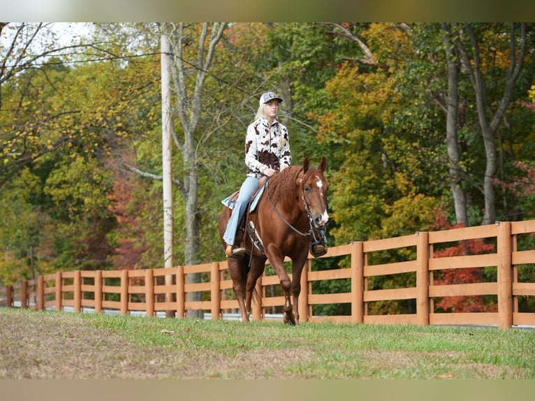 American Quarter Horse Gelding 9 years 14,3 hh Chestnut in Needmore, PA