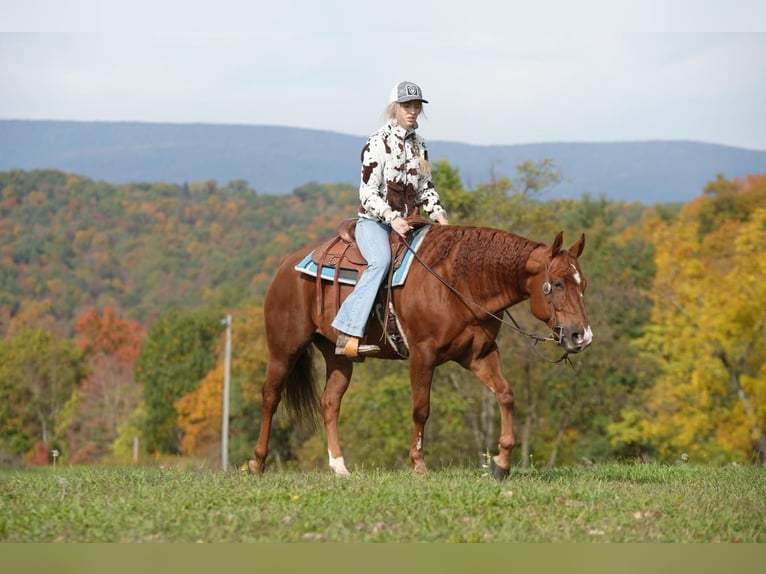 American Quarter Horse Gelding 9 years 14,3 hh Chestnut in Needmore, PA