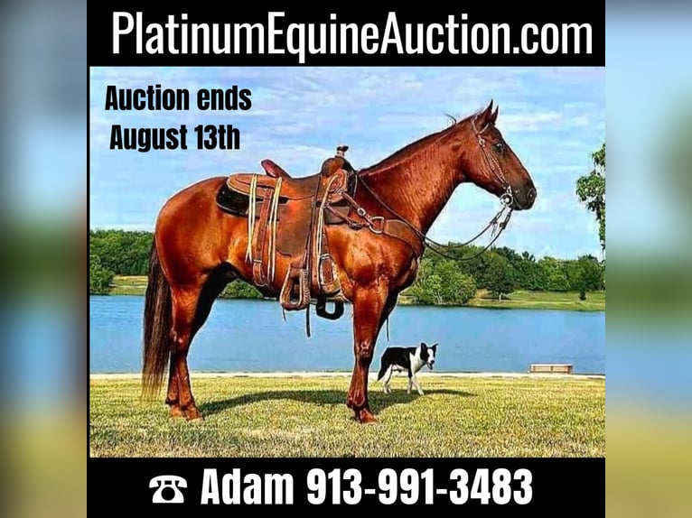 American Quarter Horse Gelding 9 years 14,3 hh Chestnut in LaCygne KS