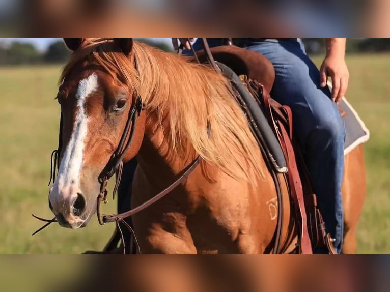 American Quarter Horse Gelding 9 years 14.3 hh Chestnut in Canton TX