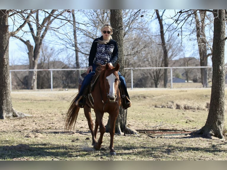 American Quarter Horse Gelding 9 years 14.3 hh Chestnut in Mineral Wells TX