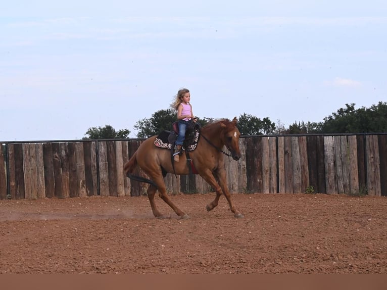 American Quarter Horse Gelding 9 years 14,3 hh Dun in Waco, TX