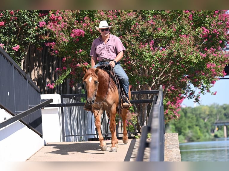 American Quarter Horse Gelding 9 years 14,3 hh Dun in Waco, TX