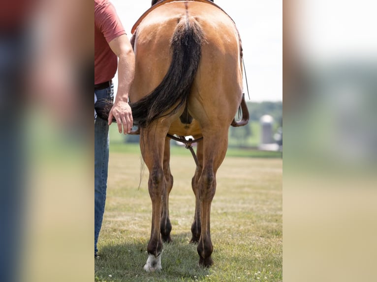 American Quarter Horse Gelding 9 years 14,3 hh Dun in River Falls wi