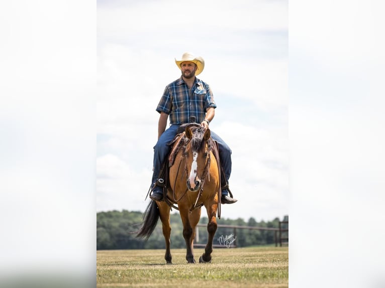 American Quarter Horse Gelding 9 years 14,3 hh Dun in River Falls wi