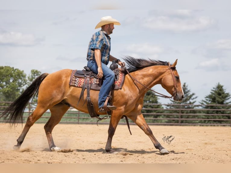 American Quarter Horse Gelding 9 years 14,3 hh Dun in River Falls wi