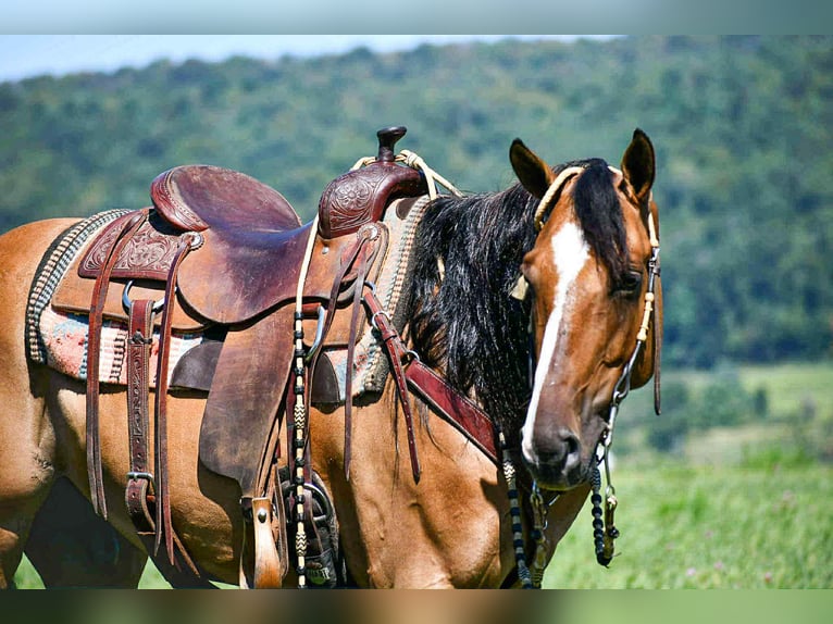 American Quarter Horse Gelding 9 years 14,3 hh Dun in Rebersburg