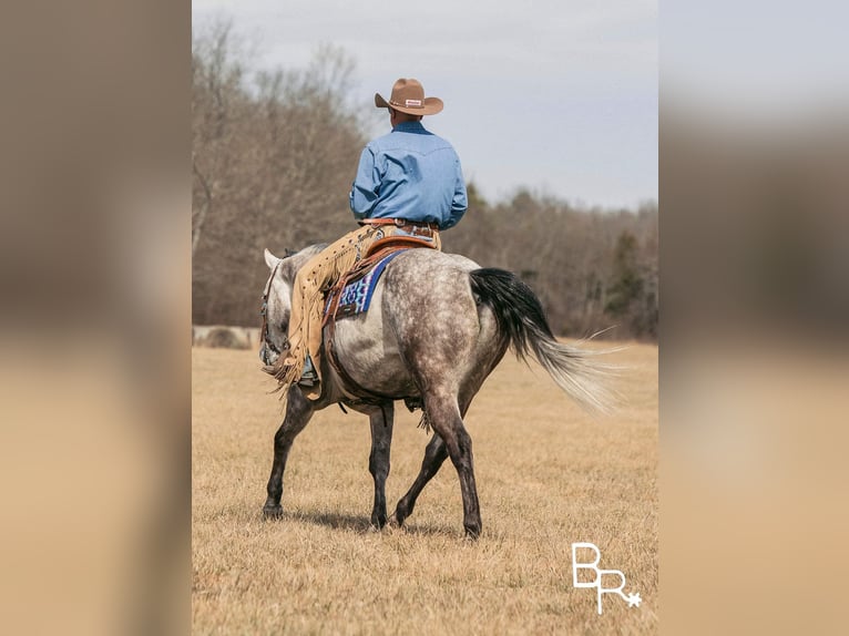 American Quarter Horse Gelding 9 years 14,3 hh Gray-Dapple in Mountain Grove MO