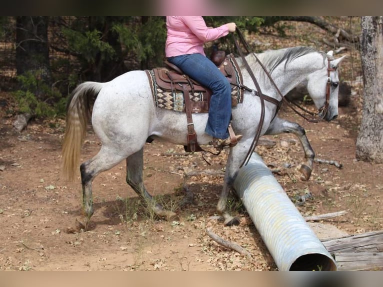 American Quarter Horse Gelding 9 years 14,3 hh Gray in Joshua, TX