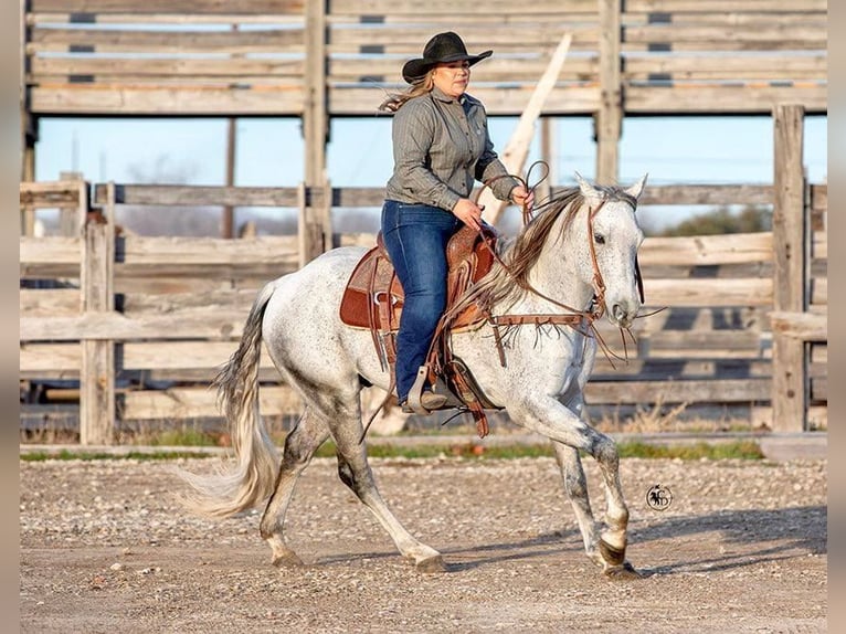 American Quarter Horse Gelding 9 years 14,3 hh Gray in Weatherford TX
