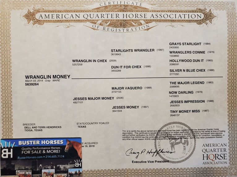 American Quarter Horse Gelding 9 years 14,3 hh Gray in Weatherford TX