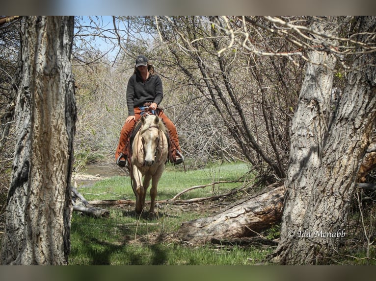American Quarter Horse Gelding 9 years 14,3 hh Palomino in Powell, WY