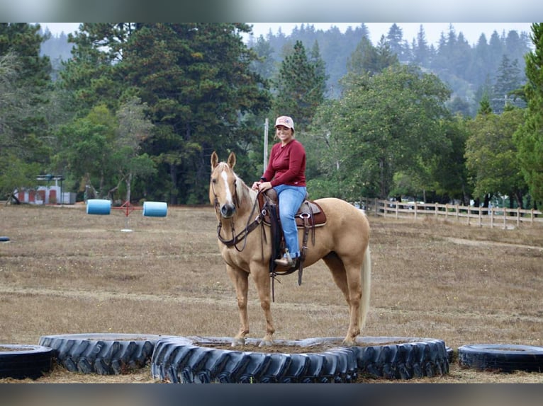American Quarter Horse Gelding 9 years 14.3 hh Palomino in King City