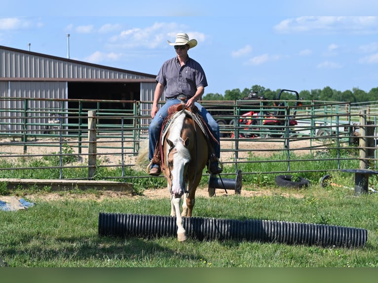 American Quarter Horse Gelding 9 years 14,3 hh Palomino in Jackson OH