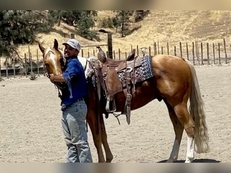 American Quarter Horse Gelding 9 years 14,3 hh Palomino in Paicines CA