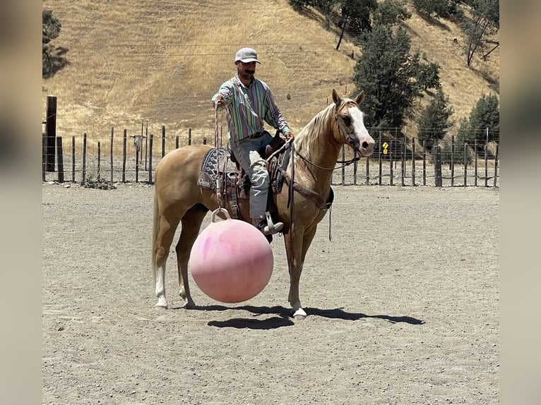 American Quarter Horse Gelding 9 years 14,3 hh Palomino in Paicines CA