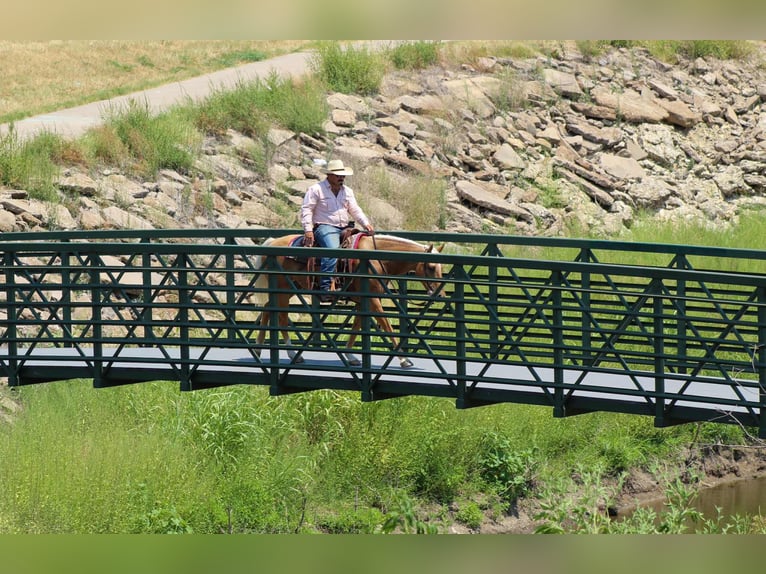 American Quarter Horse Gelding 9 years 14.3 hh Palomino in Stephenville TX