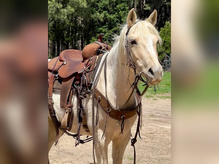 American Quarter Horse Gelding 9 years 14,3 hh Palomino in Weatherford TX