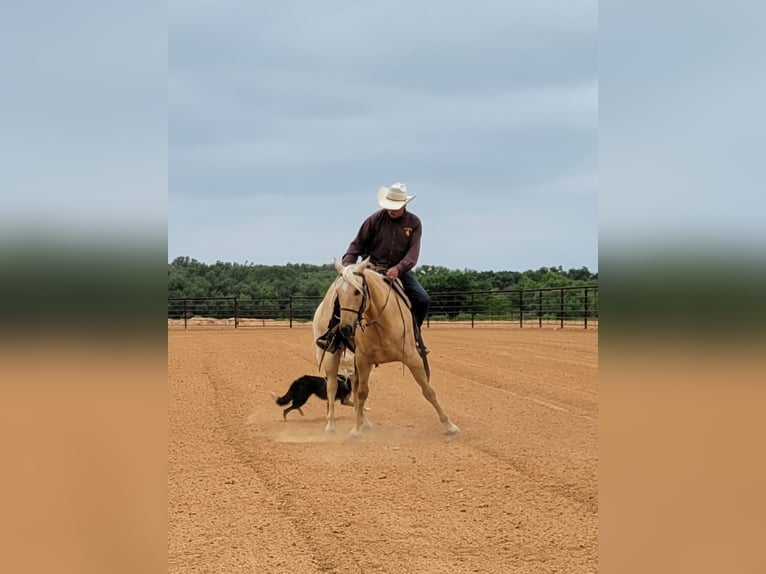 American Quarter Horse Gelding 9 years 14,3 hh Palomino in Rising Star TX