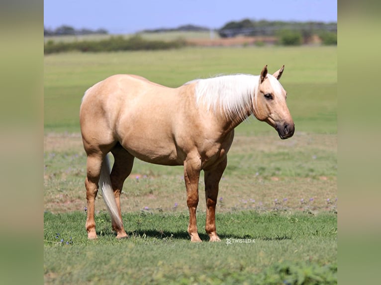 American Quarter Horse Gelding 9 years 14,3 hh Palomino in Rising Star TX