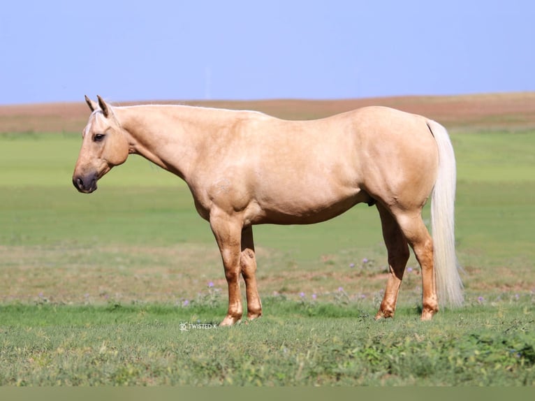 American Quarter Horse Gelding 9 years 14,3 hh Palomino in Rising Star TX