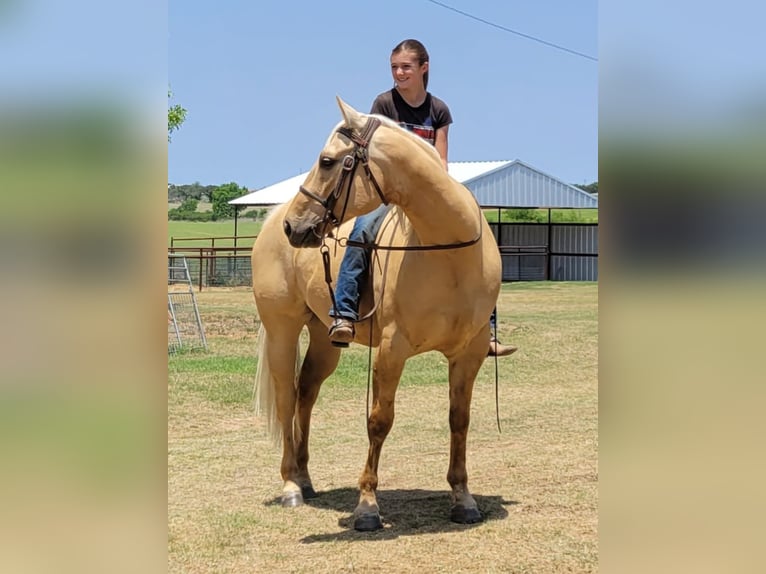 American Quarter Horse Gelding 9 years 14,3 hh Palomino in Rising Star TX