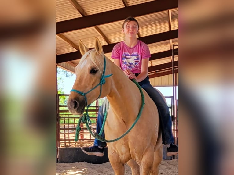 American Quarter Horse Gelding 9 years 14,3 hh Palomino in Rising Star TX