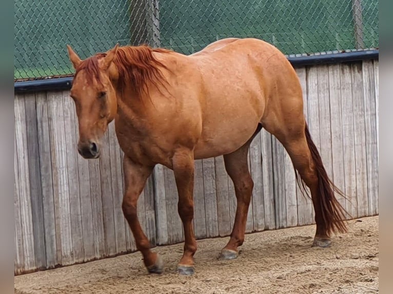 American Quarter Horse Gelding 9 years 14.3 hh Red Dun in Kerken