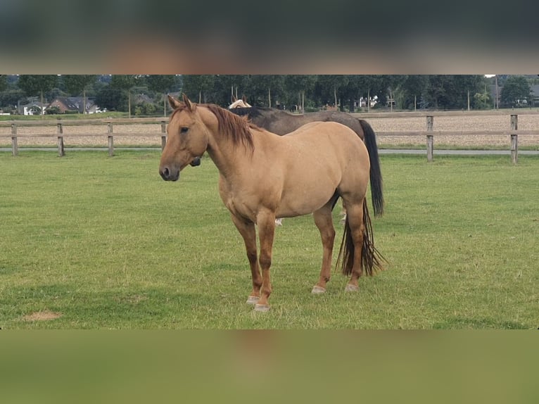 American Quarter Horse Gelding 9 years 14.3 hh Red Dun in Kerken