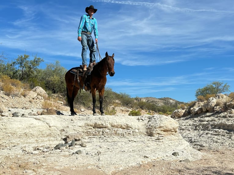 American Quarter Horse Gelding 9 years 14,3 hh Roan-Bay in Camp Verde AZ