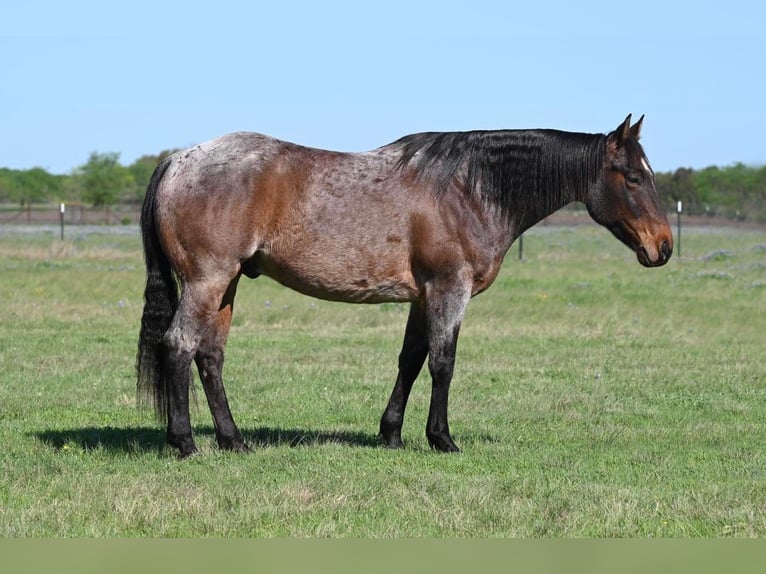 American Quarter Horse Gelding 9 years 14,3 hh Roan-Bay in Waco TX