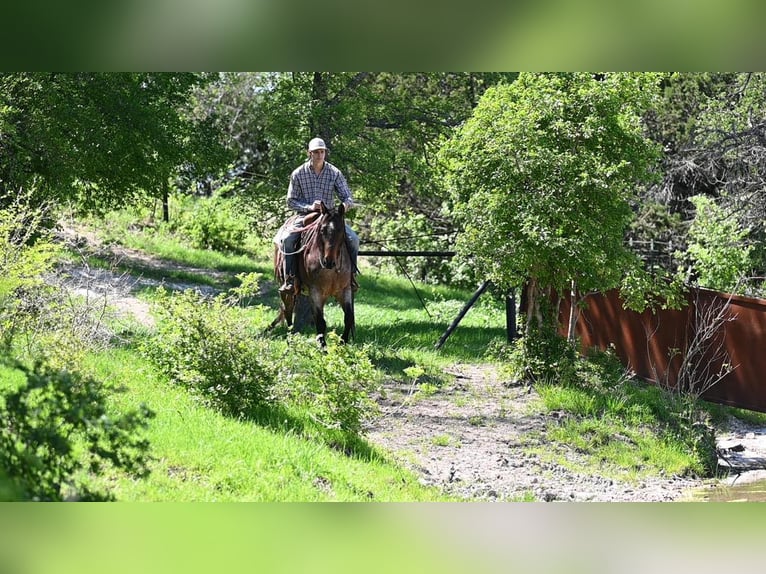 American Quarter Horse Gelding 9 years 14,3 hh Roan-Bay in Waco TX