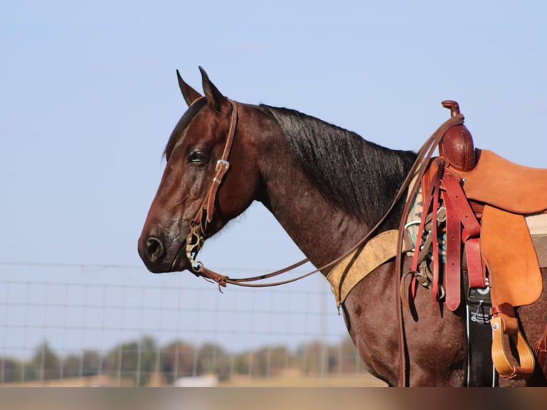 American Quarter Horse Gelding 9 years 14,3 hh Roan-Bay in Sonora, KY