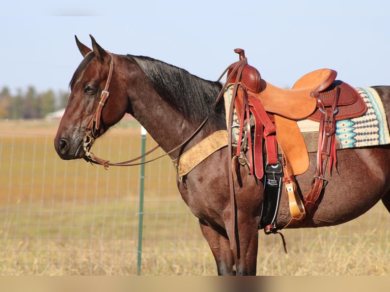 American Quarter Horse Gelding 9 years 14,3 hh Roan-Bay in Sonora, KY