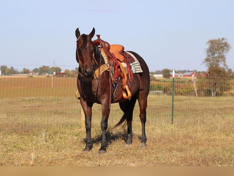 American Quarter Horse Gelding 9 years 14,3 hh Roan-Bay in Sonora, KY