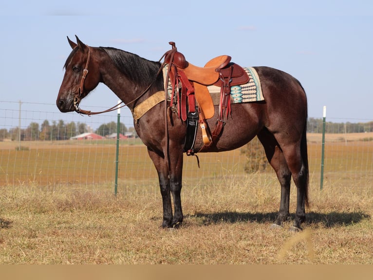 American Quarter Horse Gelding 9 years 14,3 hh Roan-Bay in Sonora, KY