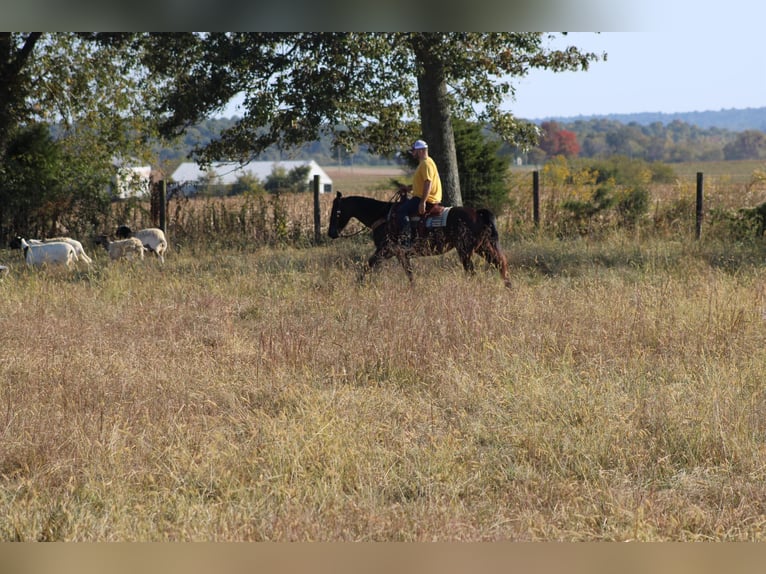 American Quarter Horse Gelding 9 years 14,3 hh Roan-Bay in Sonora, KY